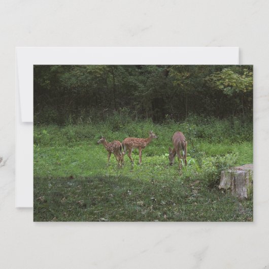 双生児および彼らのママ 招待状 (正面)