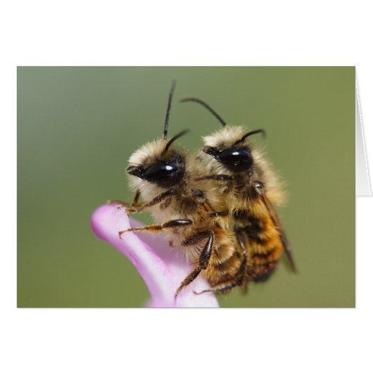 双角骨症 (正面横)