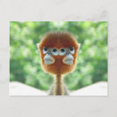 双頭の赤ちゃんサル ポストカード (正面)