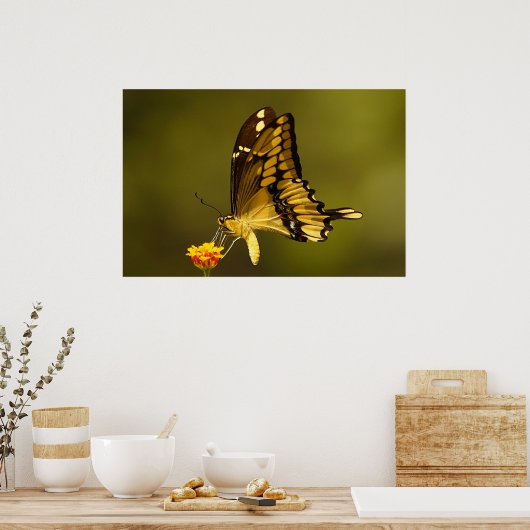 反威厳のある射 ポスター (キッチン)