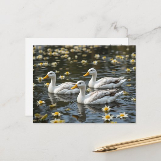 反射する湖の鳥好きな姿を見せる白鳥 ポストカード (正面/裏面インサイチュ)