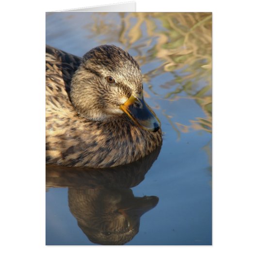 反射でアヒルを鳴らす (正面)