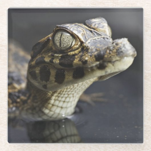 反射の水の若いカイマン ガラスコースター (正面)