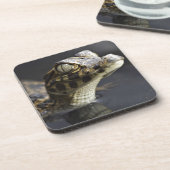 反射の水の若いカイマン コースター (左側)