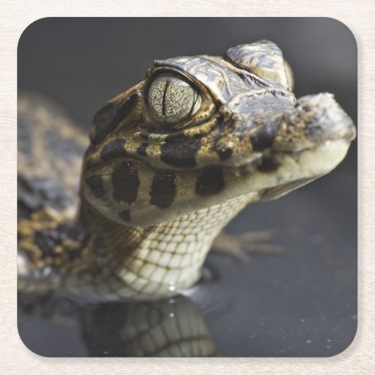 反射の水の若いカイマン スクエアペーパーコースター (正面)