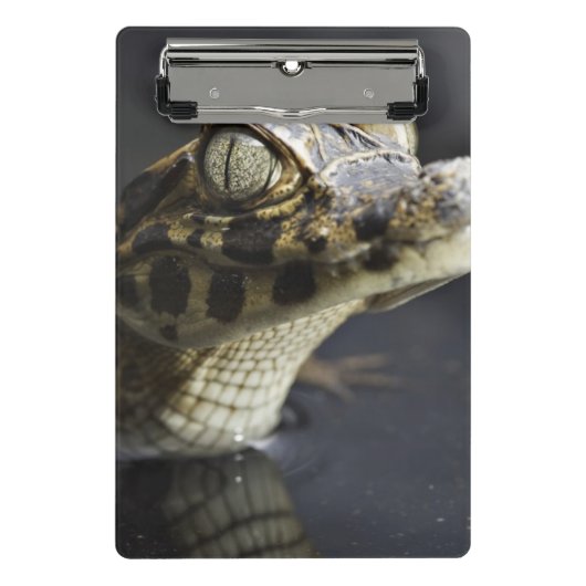 反射の水の若いカイマン ミニクリップボード (正面)