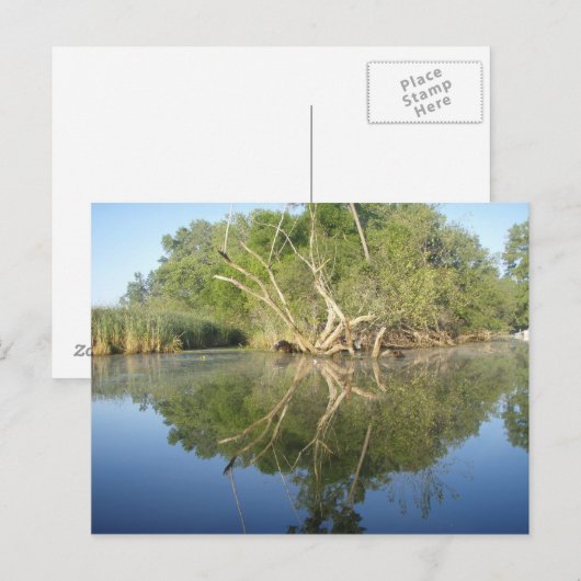 反射ツリー ポストカード (正面/裏面)