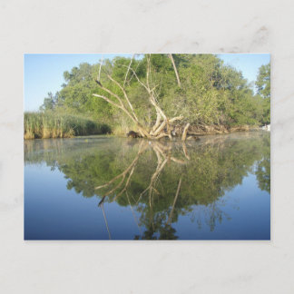 反射ツリー ポストカード