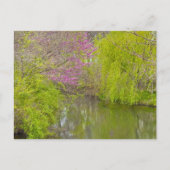 反射(自然) ポストカード (正面)