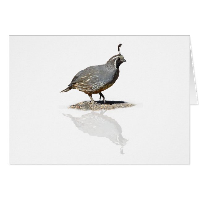 反映されるウズラ (正面横)