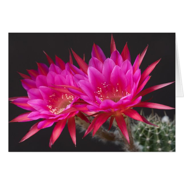 反物質に二を加える (正面横)