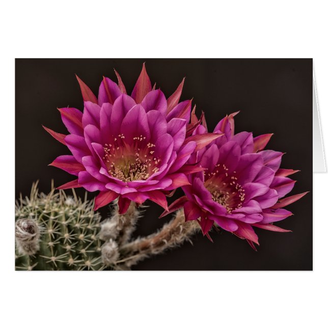 反物質の開花 (正面横)