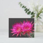 反物質サボテン花の時間2 ポストカード (スタンド正面)