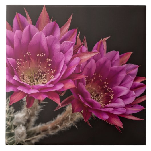 反物質開花 タイル (正面)
