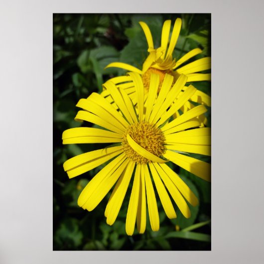 反逆花びら ポスター (正面)