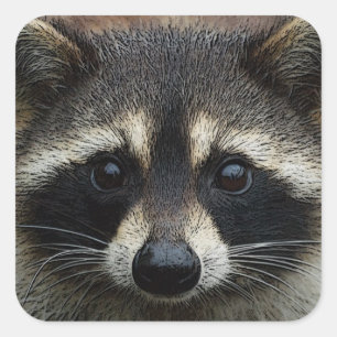 収穫された顔のアライグマの凝視の上で閉めて下さい スクエアシール