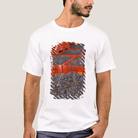 収穫したてのガメイ葡萄が Tシャツ (正面)