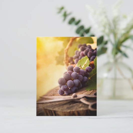 収穫したてのブドウ ポストカード (スタンド正面)
