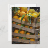 収穫したばかりのオレンジ ポストカード (正面/裏面)