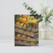 収穫したばかりのオレンジ ポストカード (スタンド正面)