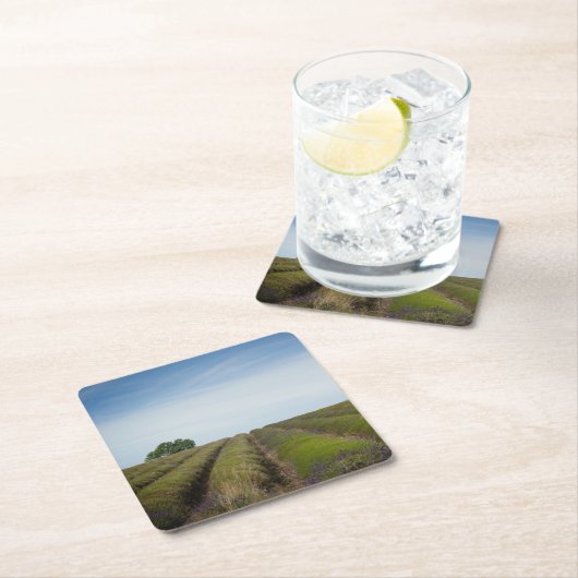 収穫のコースターの後のラベンダーの列 スクエアペーパーコースター (インサイチュ)