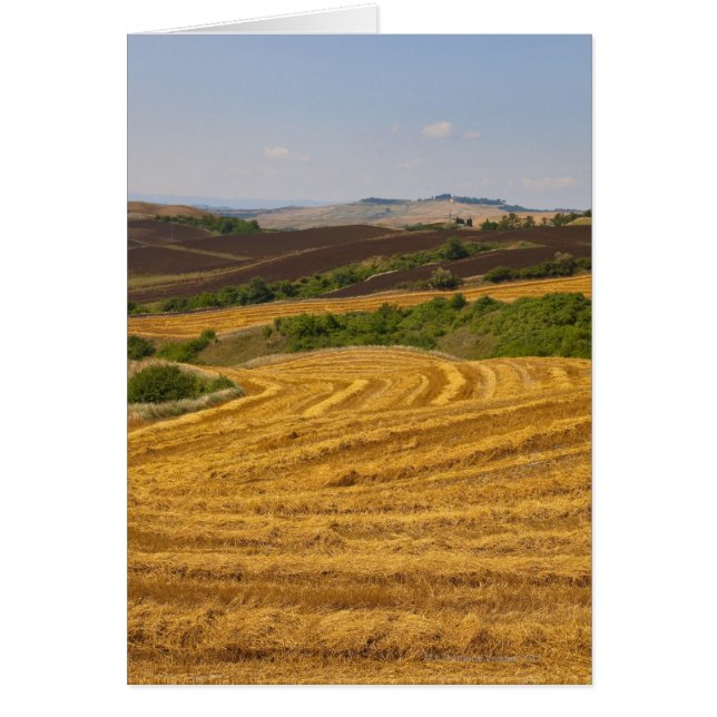 収穫の後の小麦畑 (正面)