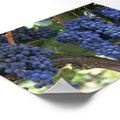 収穫の準備ができた葡萄 ポスター (角)