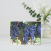 収穫の準備ができた葡萄 ポストカード (スタンド正面)