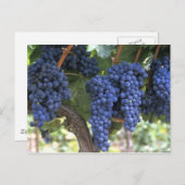 収穫の準備ができた葡萄 ポストカード (正面/裏面)