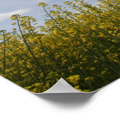 収穫の準備ができている菜の花畑の風景 ポスター (角)