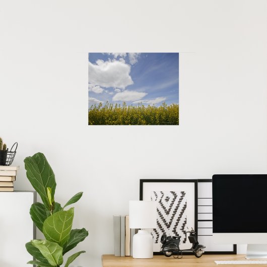 収穫の準備ができている菜の花畑の風景 ポスター (ホームオフィス)