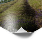 収穫後のラベンダーの列の写真プリント フォトプリント (角)