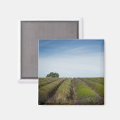 収穫後のラベンダーの列の磁石 マグネット (正面/裏面)