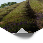 収穫後のラベンダーの列ポスター ポスター (角)