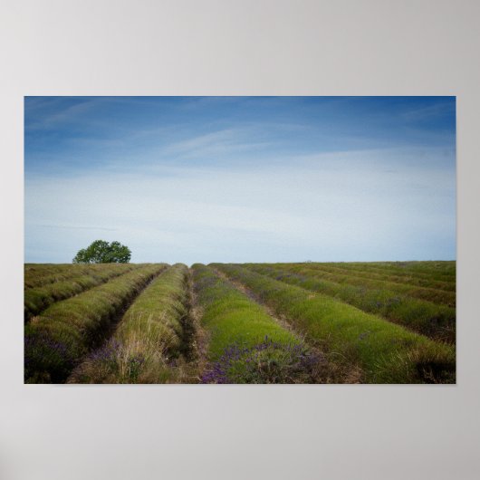 収穫後のラベンダーの列ポスター ポスター (正面)