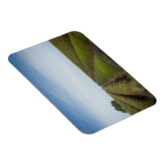 収穫後のラベンダーの行の長方形マグネット マグネット (右側)