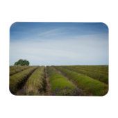 収穫後のラベンダーの行の長方形マグネット マグネット (横)