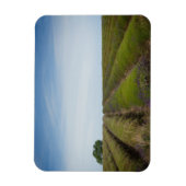 収穫後のラベンダーの行の長方形マグネット マグネット (縦)