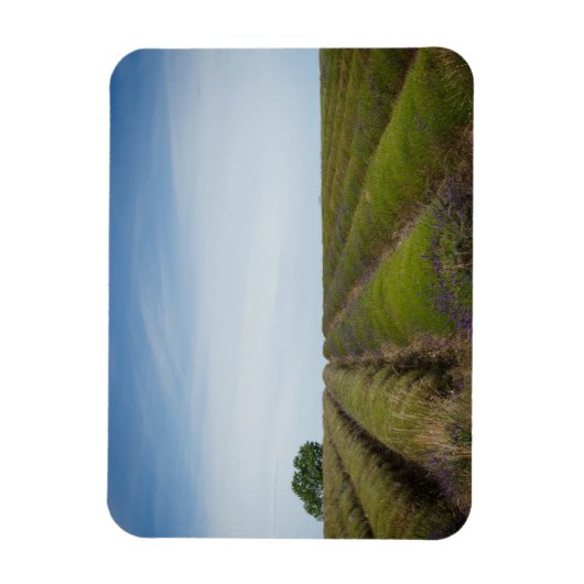 収穫後のラベンダーの行の長方形マグネット マグネット (縦)