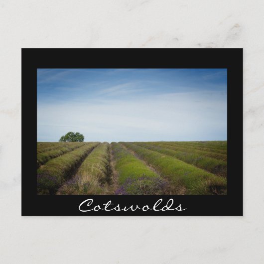 収穫後のラベンダーの行の黒い葉書 ポストカード (正面)