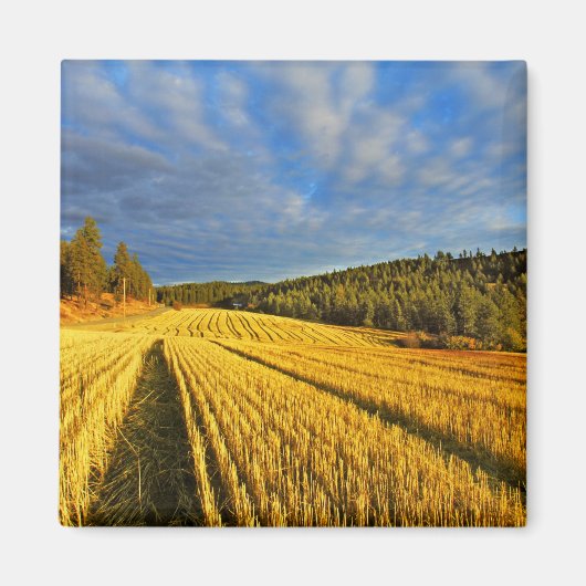 収穫後の小麦畑 マグネット (正面)