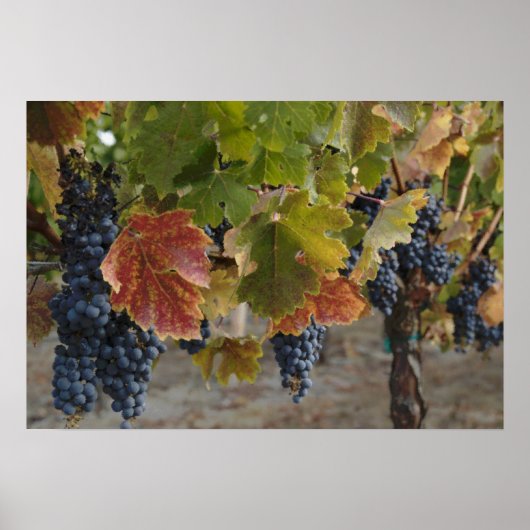 収穫時間 ポスター (正面)