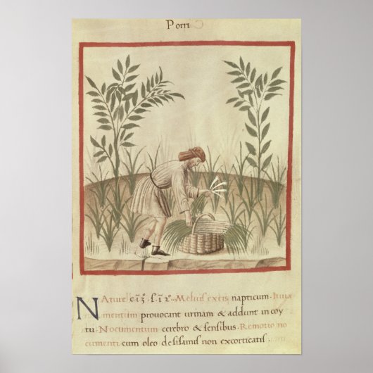 収穫用のネギ， 'Tacuinum Sanitatis'から ポスター (正面)