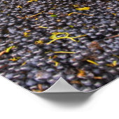 収穫直後のガマイブドウ ポスター (角)