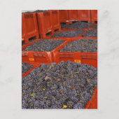 収穫直後のガマイブドウ ポストカード (正面)