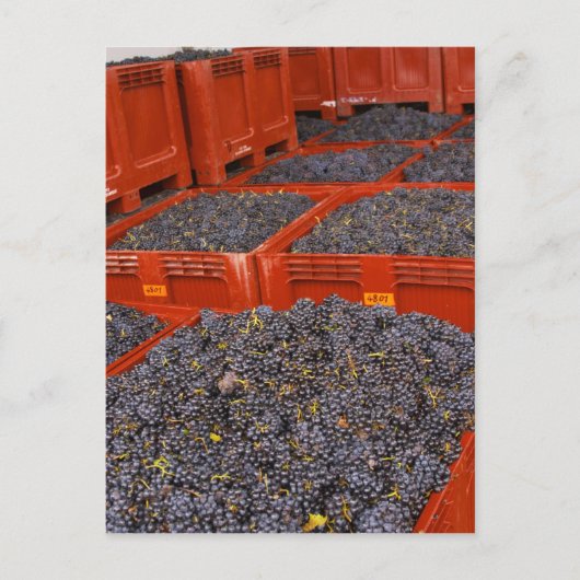 収穫直後のガマイブドウ ポストカード (正面)