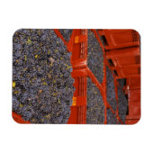 収穫直後のガマイブドウ マグネット (横)