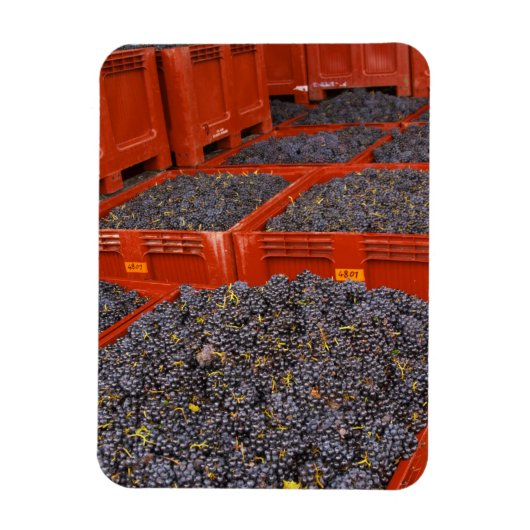 収穫直後のガマイブドウ マグネット (縦)