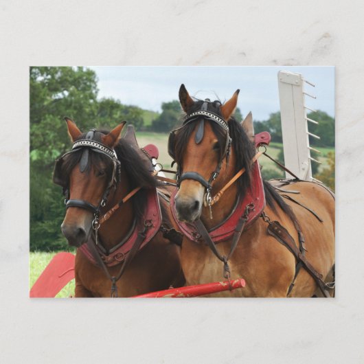 収穫馬チームの写真 ポストカード (正面)