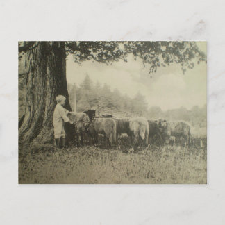 叔父さんBartおよびヒツジ ポストカード